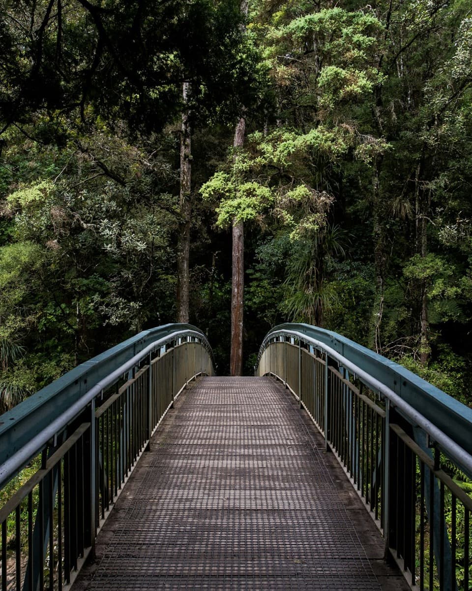 A footbridge leading into a forest